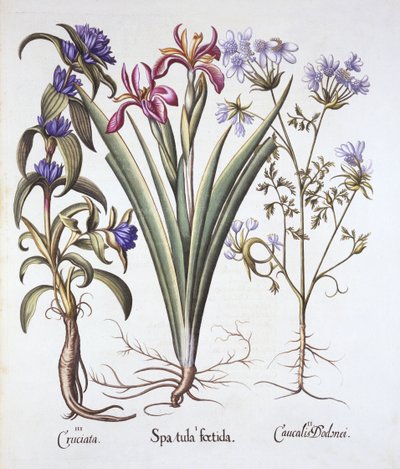 Stinkende Schwertlilie, Orlaya und Kreuzkraut-Enzian, aus Hortus Eystettensis, von Basil Besler, veröffentlicht 1613 von German School