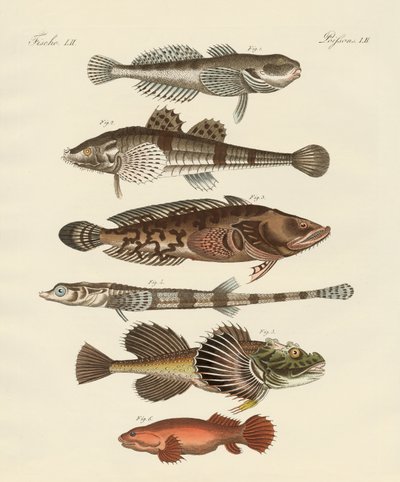 Seltsame Fische von German School