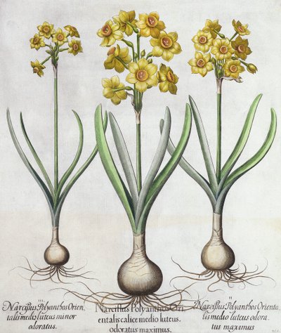 Tazetta-Narzissen, aus dem Hortus Eystettensis von Basil Besler (1561-1629), veröffentlicht 1613 von German School