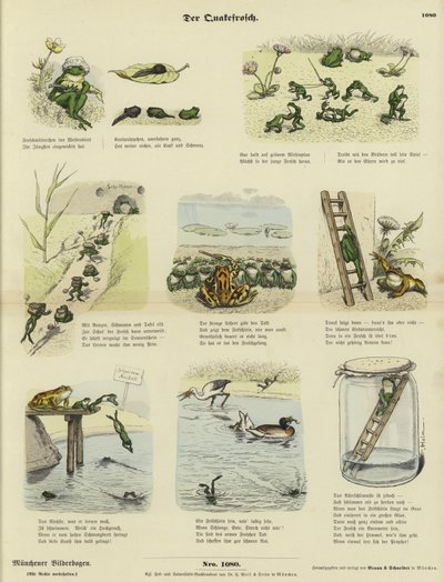 Der Frosch von German School