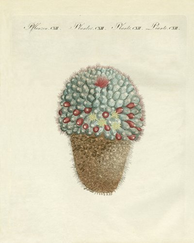 Die brustförmige Melonen-Distel von German School