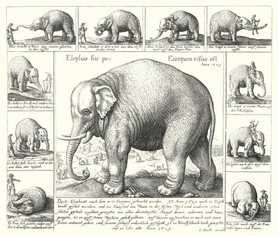 Der fügsame Elefant (Gravur) von German School
