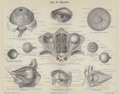 Das menschliche Auge von German School