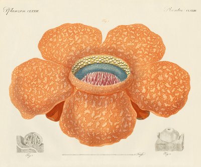 Die größte aller bekannten Blumen von German School