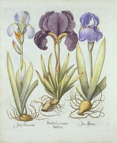 Drei Sorten bartlose Rhizom-Iris, aus Hortus Eystettensis, von Basil Besler (1561-1629), veröffentlicht 1613 von German School