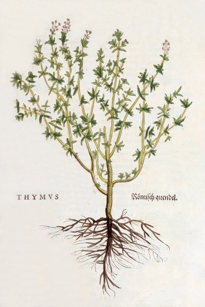 Thymus [Thymian], Illustration aus De historia stirpium commentarii insignes von Leonhard Fuchs, veröffentlicht 1542 (kolorierter Holzschnitt) von German School