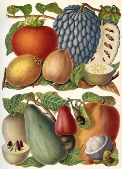 Tropische Früchte, aus 