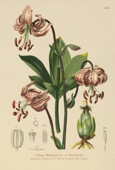 Türkenbund-Lilie (Lilium Martagon) von German School