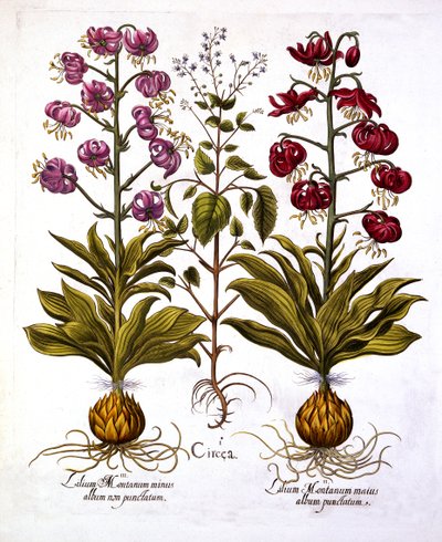 Türkenbundlilie und Hexenkraut, aus Hortus Eystettensis, von Basil Besler, veröffentlicht 1613 von German School
