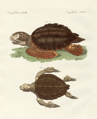 Schildkröten von phänomenaler Größe von German School