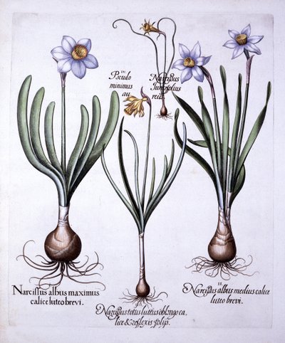 Verschiedene Narzissen, aus Hortus Eystettensis, von Basil Besler, 1613 von German School