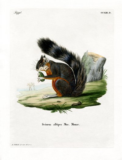 Weißbein-Eichhörnchen von German School