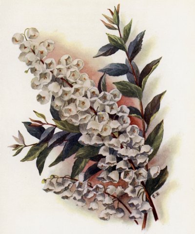 Andromeda Speciosa v Cassinefolia von Gertrude Hamilton
