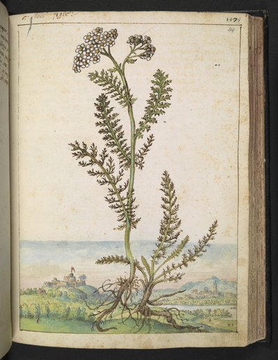 Achillea millefolium: Eine hohe Farnpflanze mit weißen Blüten, aus "Paintings of Flora of the Roman States" von Gherardo Cibo von Gherardo Cibo