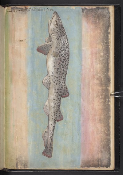 Fisch, aus 