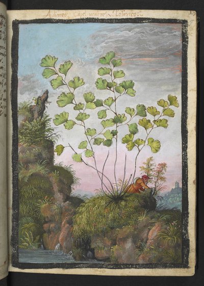Adiantum capillus-veneris, aus "Paintings of Flora of the Roman States" von Gherardo Cibo von Gherardo Cibo