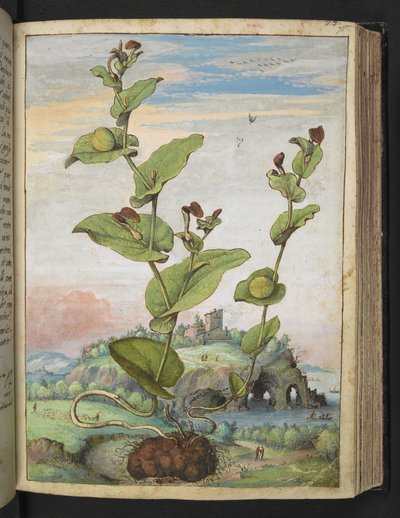 Aristolochia rotunda: Eine fruchttragende Pflanze, aus "Gemälde der Flora der römischen Staaten" von Gherardo Cibo, Add MS 22333, f078r, ca. 1564-84 von Gherardo Cibo
