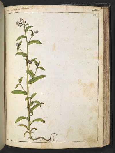 Buglossa, Anchusa azurea (Loddon Royalist), aus 