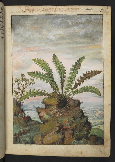 Ceterach officinarum, aus "Paintings of Flora of the Roman States" von Gherardo Cibo von Gherardo Cibo
