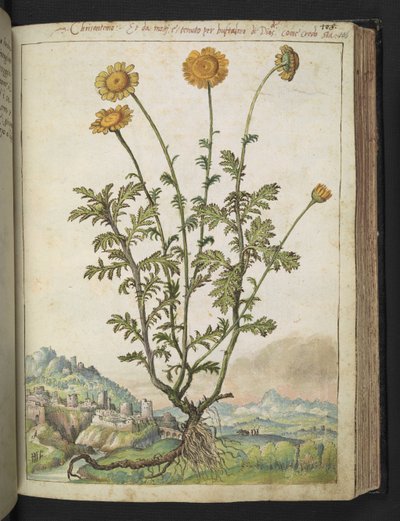 Chrysanthemen von Gherardo Cibo