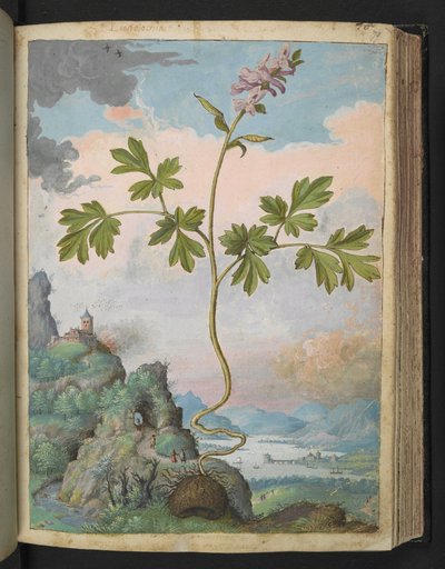 Corydalis cava: Eine Pflanze mit rosa Blüten, aus 