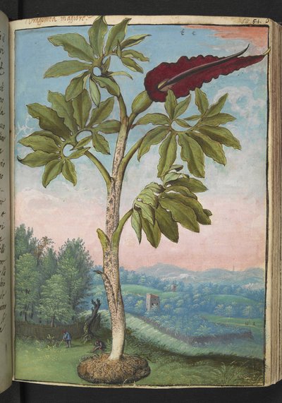 Dracunculus vulgaris, aus "Paintings of Flora of the Roman States" von Gherardo Cibo von Gherardo Cibo