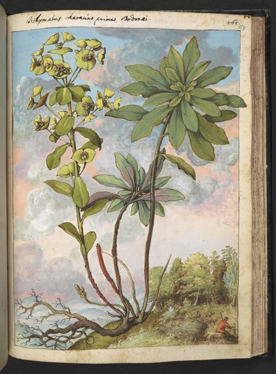 Euphorbia amygdaloises oder Euphorbia characias, aus 