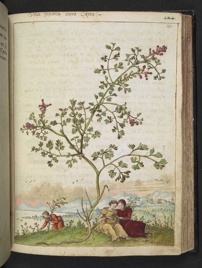 Fumaria gaillardotii, aus "Paintings of Flora of the Roman States" von Gherardo Cibo von Gherardo Cibo