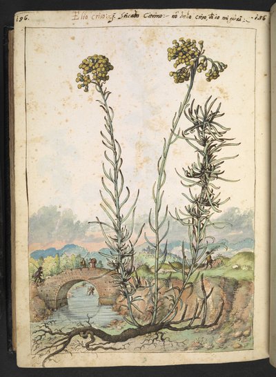 Helichrysum italicum: eine Pflanze mit gelben Knospen, aus 