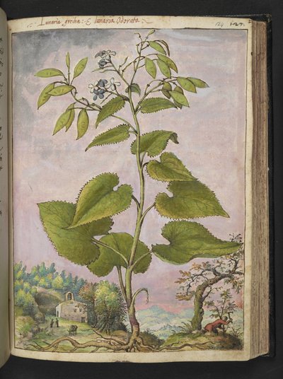 Lunaria rediviva, aus 