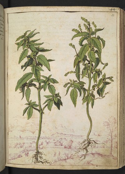 Mercurialis annua, aus "Paintings of Flora of the Roman States" von Gherardo Cibo von Gherardo Cibo