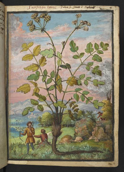 Oenanthe crocata, aus "Paintings of Flora of the Roman States" von Gherardo Cibo von Gherardo Cibo
