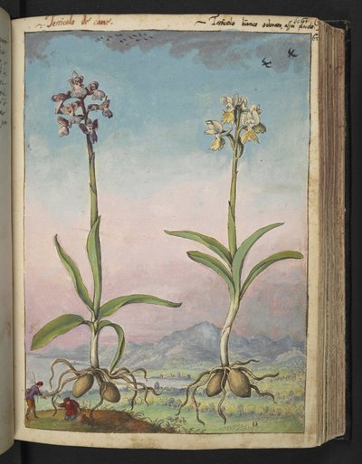 Orchis pallens: Zwei blühende Pflanzen, aus 