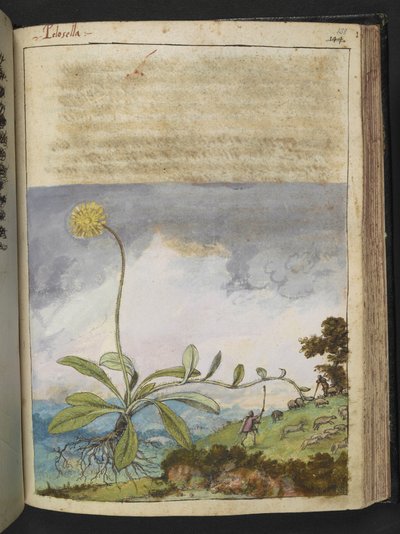Pilosella officinarum, aus 