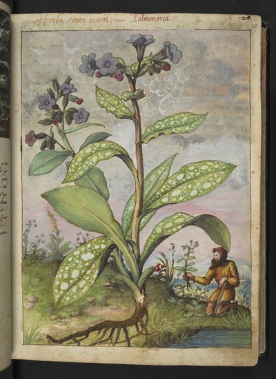 Pulmonaria officinalis, aus "Paintings of Flora of the Roman States" von Gherardo Cibo von Gherardo Cibo