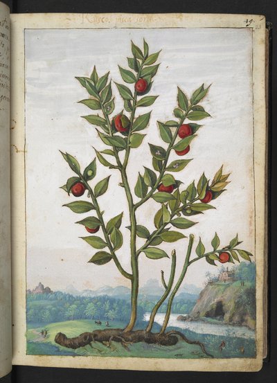 Ruscus aculeatus: Eine Pflanze mit roten Beeren, aus 