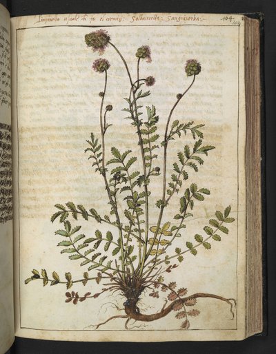 Sanguisorba minor, aus "Gemälde der Flora der römischen Staaten" von Gherardo Cibo, Add MS 22333, f102r, ca. 1564-84 von Gherardo Cibo