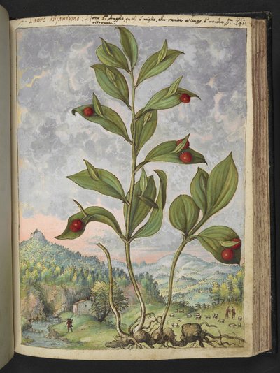 Streptopus amplexifolius (Gewundener Stängel), aus 