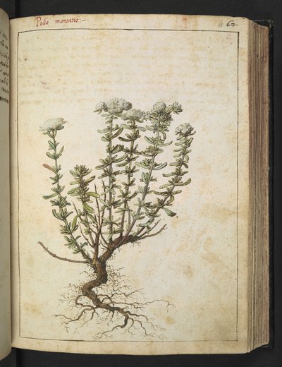 Teucrium montanum, aus 