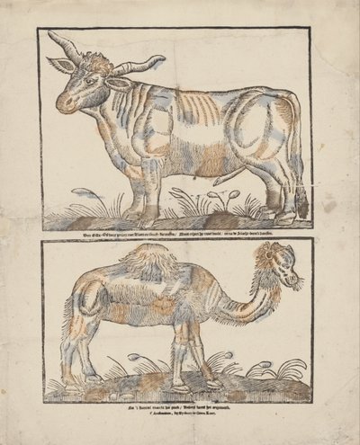 Ochse und Kamel von Gijsbert de Groot Keur