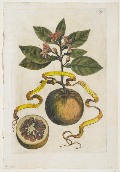Aurantium Flore Duplici, aus Hesperides, 1646 von Giovanni Battista Ferrari