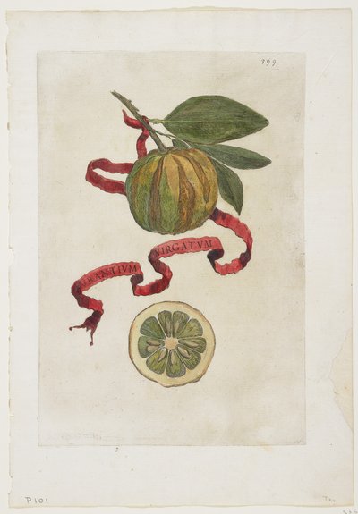 Aurantium Virgatum, aus Hesperides, 1646 von Giovanni Battista Ferrari