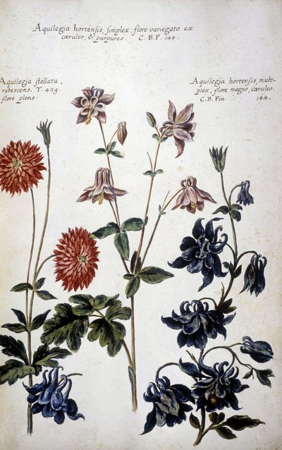 Botanische Tafel: Drei Arten von Akeleien - In 