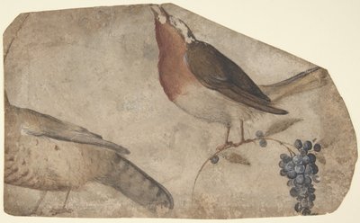 Vogel isst Trauben (recto), Tigerin (verso), 1487-1564 von Giovanni da Udine