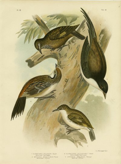 Schwarzschwanz-Baumläufer, 1891 von Gracius Broinowski