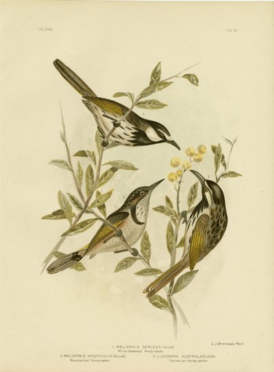 Weißwangen-Honigfresser, 1891 von Gracius Broinowski