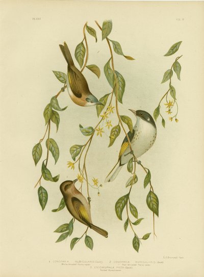 Weißkehl-Honigfresser, 1891 von Gracius Broinowski