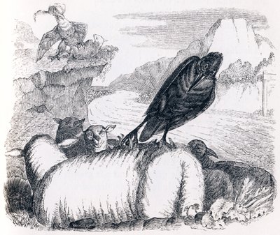 Der Rabe, der den Adler nachahmen wollte - Fabeln von La Fontaine von Grandville