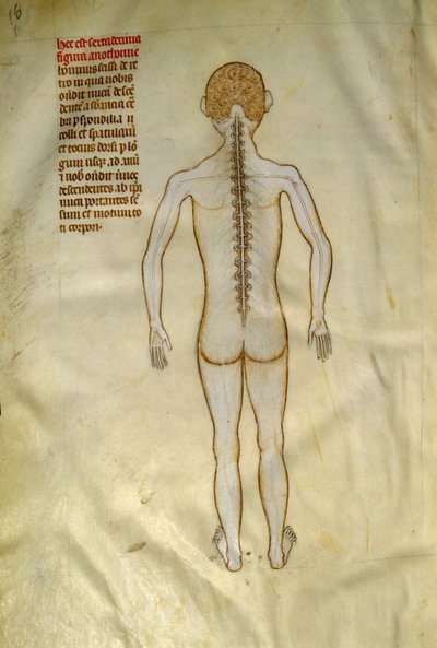 Anatomie- und Chirurgietafeln: Rückenmark (in den Wirbeln der Wirbelsäule). In „Liber notabilium Philippi septimi francorum regis, a libris Galieni extratus“ von Gui de Pavia um 1345. Chantilly, Musée Condé von Guido da Vigevano da Pavia