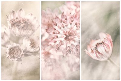 Träumende botanische Errötungen von Gustav Davidsson